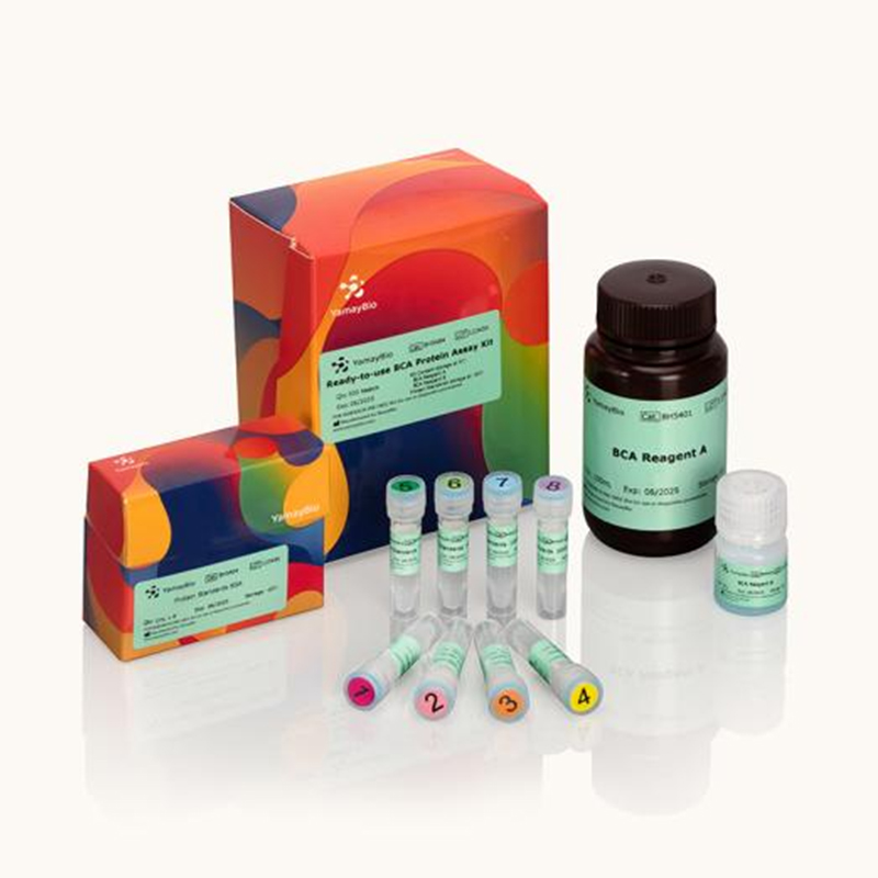 Ready-to-use BCA Protein Assay Kit