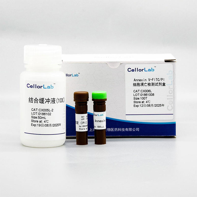 One-Step TUNEL Cell Apoptosis Detection Kit (Green, Dye 488)