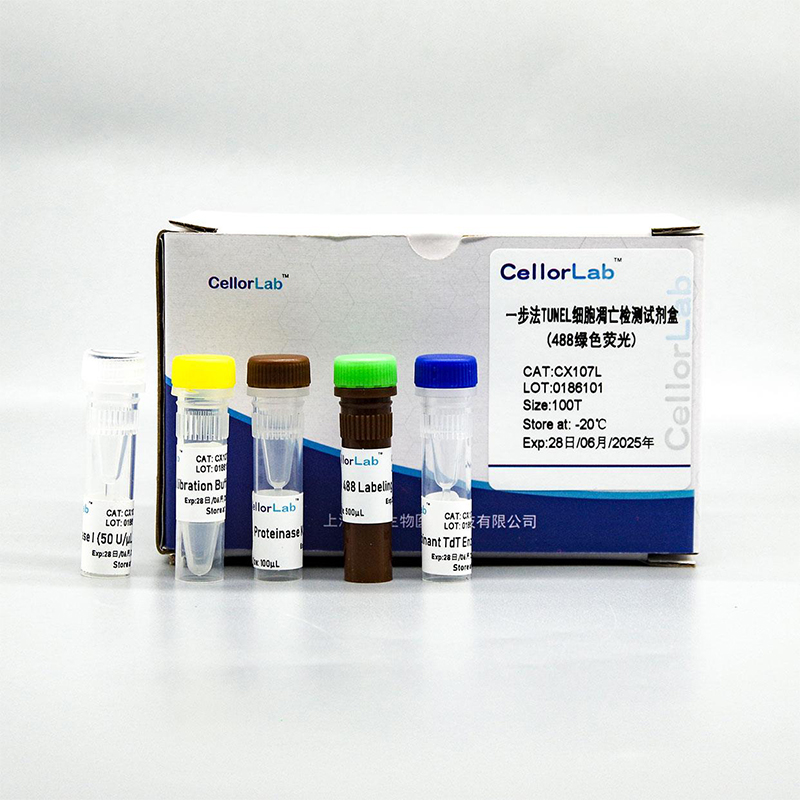 One-Step TUNEL Cell Apoptosis Detection Kit (Red, Dye 555)